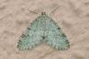 Trichopteryx carpinata